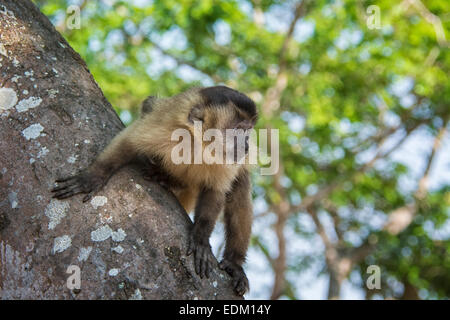 Marrone scimmia cappuccino, Cebus apella, in una struttura ad albero del Pantanal, Mato Grosso, Brasile, Sud America Foto Stock