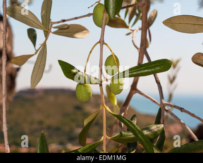 Primo piano di olive e foglie su un albero di olivo con sfondo blu del cielo e del mare in una bella giornata d'estate Foto Stock