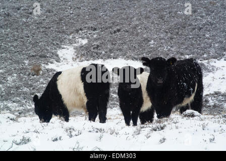 Belted Galloway bovini fuori svernamento in una tempesta di neve. Cumbria, Regno Unito. Foto Stock