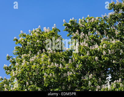 Ippocastano Aesculus hippocastanum in fiore, Abergavenny, Wales, Regno Unito Foto Stock