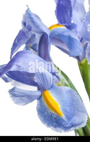 Iris. Bel fiore su sfondo chiaro Foto Stock