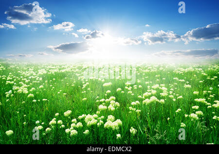 Campo di fiori bianchi e di erba verde in primavera Foto Stock