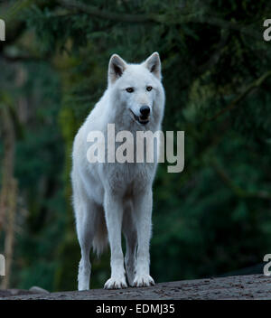 Lupo grigio fotografata al Parco Zoologico Woodland, Seattle, Washington, Stati Uniti d'America. Lupi grigi compaiono in una varietà di colori. Foto Stock