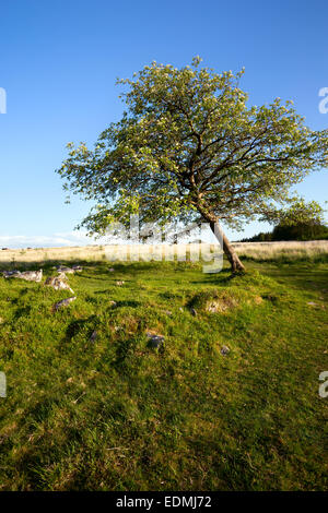 Resti di una capanna cerchio sotto una montagna frassino Bellever al Parco Nazionale di Dartmoor Devon UK Foto Stock