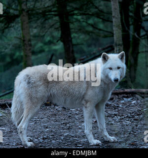 Lupo grigio, fotografata al Parco Zoologico Woodland, Seattle, Washington, Stati Uniti d'America. Foto Stock