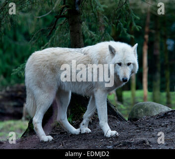 Lupo grigio fotografata al Parco Zoologico Woodland, Seattle, Washington, Stati Uniti d'America. Foto Stock