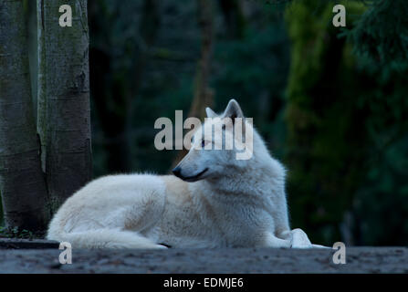 Lupo grigio fotografata al Parco Zoologico Woodland, Seattle, Washington, Stati Uniti d'America. Foto Stock