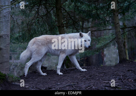 Lupo grigio fotografata al Parco Zoologico Woodland, Seattle, Washington, Stati Uniti d'America. Foto Stock