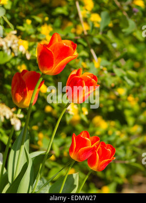 Tulip fiori in un giardino suburbano, Surrey, England, Regno Unito Foto Stock