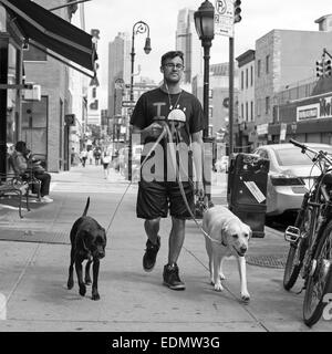 Un uomo cammina i suoi cani in ciottoli Hill quartiere di Brooklyn, New York. Foto Stock