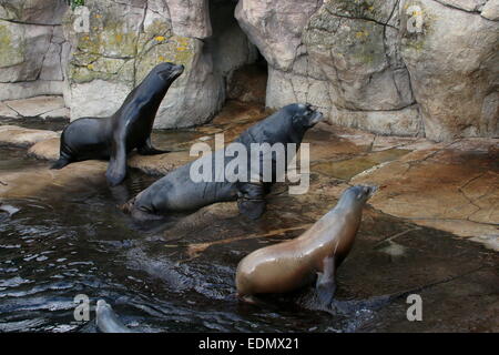 California tre leoni di mare (Zalophus californianus), un maschio maturo, una femmina e un giovane maschio Foto Stock