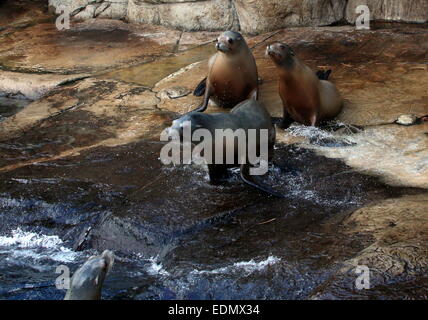 Gruppo di California i leoni di mare (Zalophus californianus), due femmine e due maschi Foto Stock