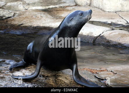 Il leone marino della California (Zalophus californianus) ritratto, rivolto in avanti, la testa girata lateralmente Foto Stock