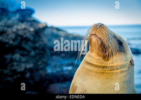 Closeup ritratto di leone di mare il volto delle isole Galapagos Foto Stock