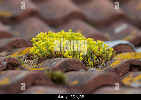 Mordere Stonecrop; Sedum acre; sul tetto; estate; Regno Unito Foto Stock