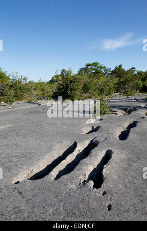 Andatura carriole pavimentazione di pietra calcarea Riserva Naturale Nazionale Lancashire, Regno Unito Foto Stock