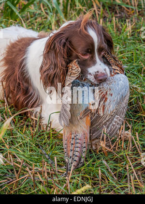 English Springer Spaniel una pistola di lavoro cane, il richiamo o il trasporto di un fagiano che è stato girato in un inglese un fagiano shoot Foto Stock