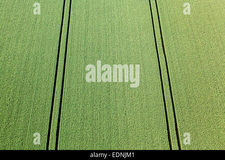 Vista aerea, verde campo di grano con i cingoli del trattore, Landshut, Bassa Baviera, Baviera, Germania Foto Stock