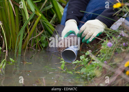 Acqua Vole; Arvicola terrestris; rilasciare;; BUDE CORNWALL, Regno Unito Foto Stock