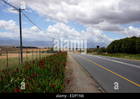 Strada che conduce in Riebeek Kasteel in Valle Riebeek, Provincia del Capo Occidentale, Sud Africa. Foto Stock