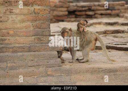 Macaque Crab-Eating a Phra Prang Sam Yot - Lopburi - Tailandia Foto Stock