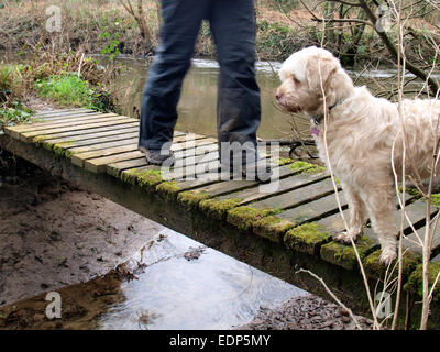 Persona che attraversa passerella in legno con un piccolo cane bianco, Bodmin, Cornwall, Regno Unito Foto Stock