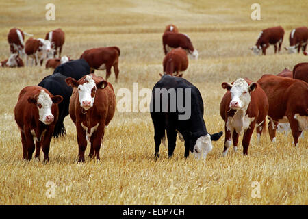 Le mucche al pascolo nelle raccolte di un campo di grano in un'azienda agricola Swartland, Provincia del Capo Occidentale, Sud Africa. Foto Stock