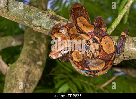 L'imperatore (Boa Boa constrictor imperator) appeso a un albero, Tortuguero in Costa Rica. Foto Stock