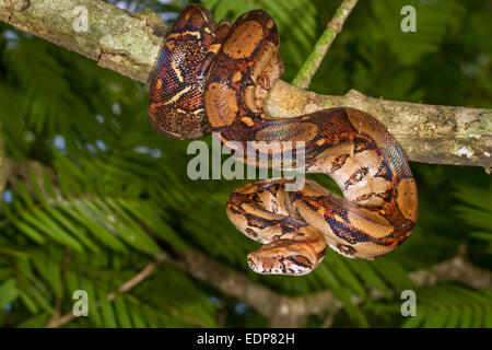 L'imperatore (Boa Boa constrictor imperator) appeso a un albero, Tortuguero in Costa Rica. Foto Stock