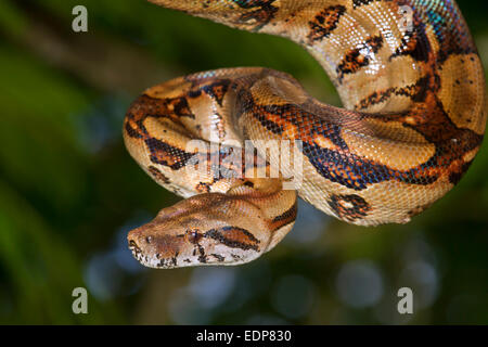 L'imperatore (Boa Boa constrictor imperator) appeso a un albero, Tortuguero in Costa Rica. Foto Stock