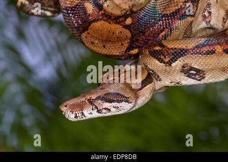 L'imperatore (Boa Boa constrictor imperator) appeso a un albero, Tortuguero in Costa Rica. Foto Stock