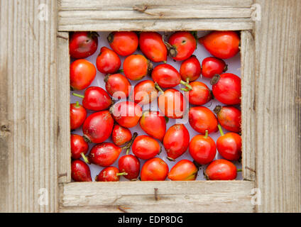 Rosso fresco selvatica rosa canina frutti nel vecchio telaio in legno Foto Stock