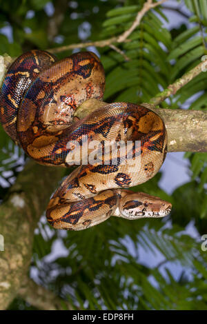 L'imperatore (Boa Boa constrictor imperator) appeso a un albero, Tortuguero in Costa Rica. Foto Stock