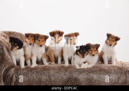 Collie ruvida, cuccioli, 8 settimane|Collie, Welpen, 8 Wochen Foto Stock