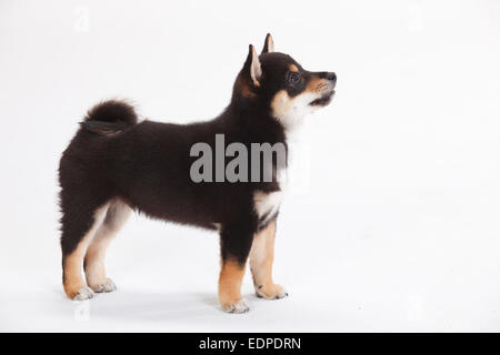 Shiba Inu, cucciolo, 9 settimane|Shiba Inu, Welpe, 9 Wochen Foto Stock
