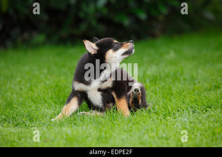 Shiba Inu, cucciolo, 9 settimane|Shiba Inu, Welpe, 9 Wochen Foto Stock