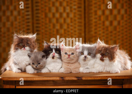 British Longhair gatti e gattini, 9 settimane, e British Shorthair gatti e gattini, 6 settimane|Britisch Langhaar, Kaetzchen, 9 Wochen, ONU Foto Stock