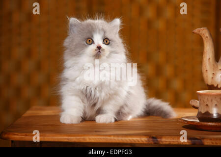 British Longhair Cat, gattino, 9 settimane, blu-bianco|Britisch Langhaar, Kaetzchen, 9 Wochen, blu-bianco / blau-weiss Foto Stock