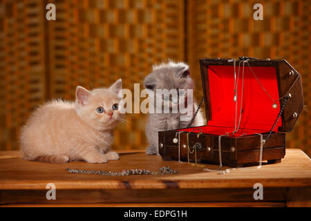 British Shorthair gatti e gattini, 6 settimane, custodia|Britisch Kurzhaar, Kaetzchen, 6 Wochen, Schmuckkaestchen Foto Stock