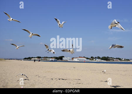 Gabbiani di prendere il volo da Studland beach in Dorset, Regno Unito. Foto Stock