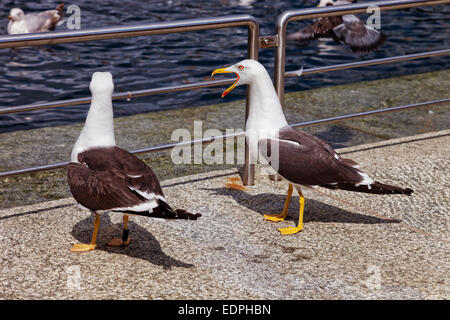 Un gabbiano urlando sul molo di pietra al giorno d'estate. Foto Stock