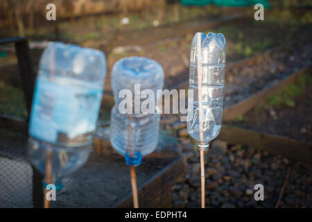 Bottiglie in plastica utilizzati sul sito di aggiudicazione per spaventare gli uccelli Foto Stock