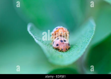 Ladybird allevamento su foglia verde Foto Stock