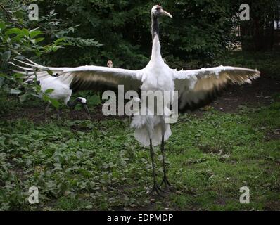 Rosso-crowned crane o gru giapponese (Grus japonensis) allungare le sue ali e svolazzamenti Foto Stock