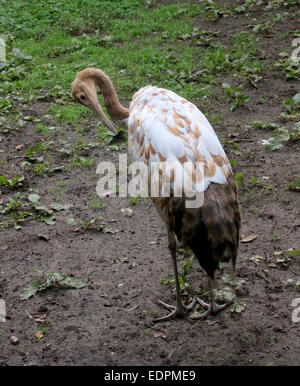 I capretti rosso-crowned crane o gru giapponese (Grus japonensis) preening le sue piume Foto Stock