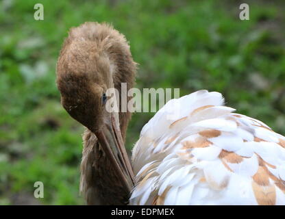 Close-up di un bambino rosso-crowned crane o gru giapponese (Grus japonensis) preening le sue piume Foto Stock