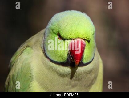 Maschio-Rose inanellato o anello a collo di parrocchetto (Psittacula krameri) inclinato in avanti verso la telecamera Foto Stock