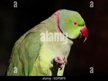 Maschio-Rose inanellato o anello a collo di parrocchetto (Psittacula krameri), sollevata ad artiglio Foto Stock