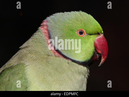 Dettagliato di close-up di un maschio di Rose-inanellato o anello a collo di parrocchetto (Psittacula krameri) nel profilo su uno sfondo nero Foto Stock