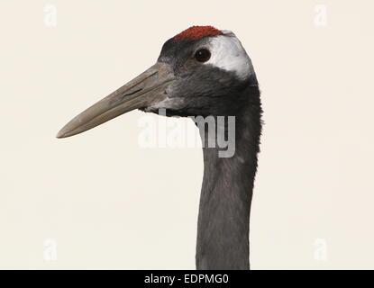 Rosso-crowned crane o gru giapponese (Grus japonensis) Foto Stock